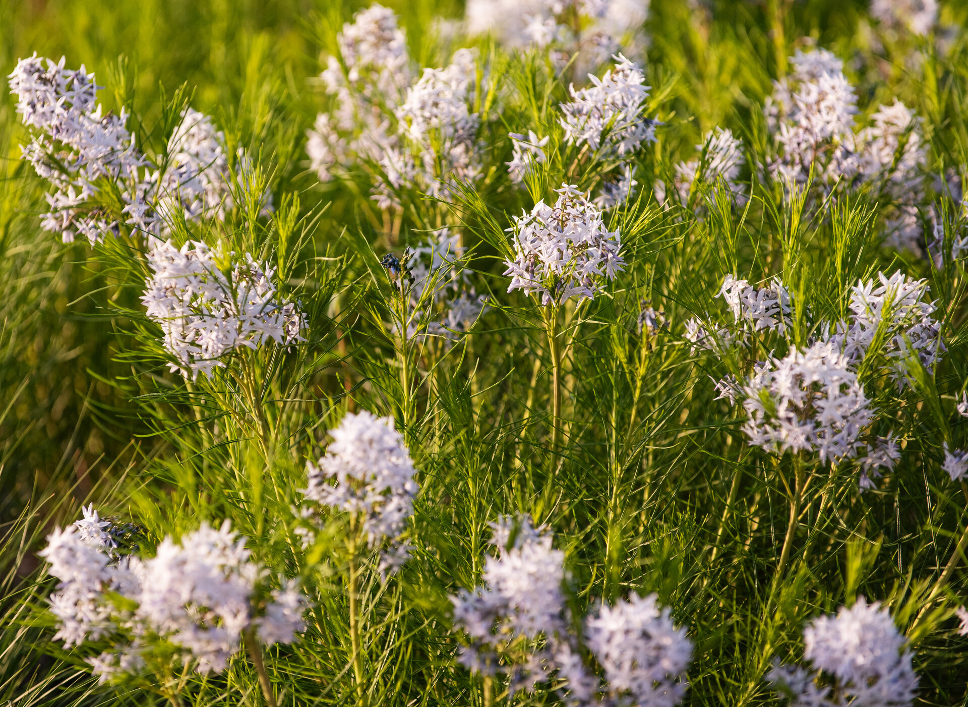 Thread Leafed Bluestar